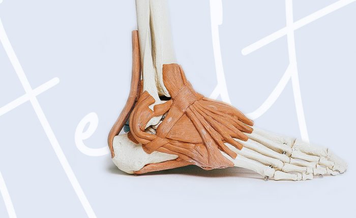 Foot Anatomy